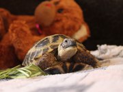 Здоровая сухопутная черепаха ищет ответственного,  заботливого хозяина 