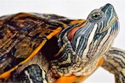 Продам 2 красноухих водных черепах вместе с аквариумом